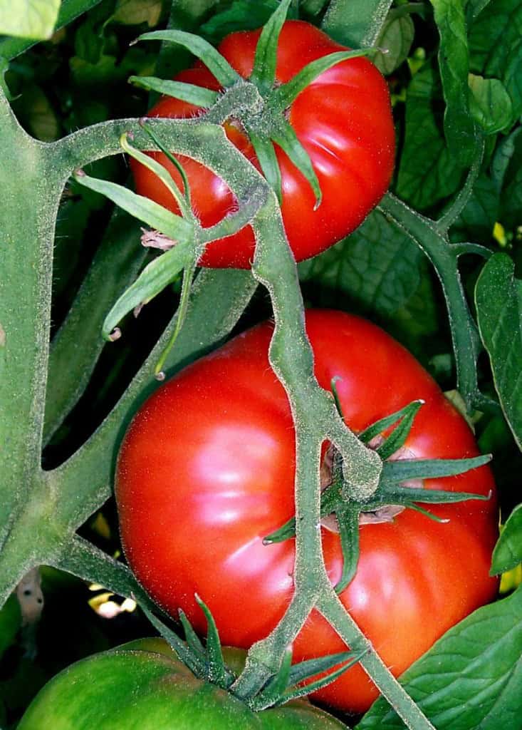 Tomatoes Tomatoes