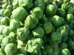 Brussels Sprouts Brussels Sprouts