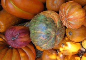 Butterscotch Pumpkin Cake