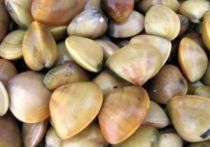 Clams