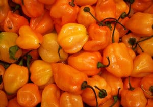 Habaneros