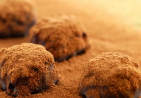 Homemade Classic Truffles