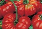 Il Pomodoro 2