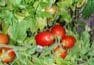 Indoor Tomato Plants 1