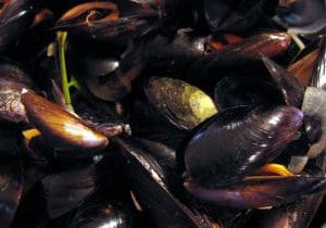 Mussels