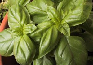 Nana's Pesto