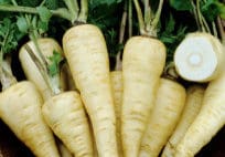 Whipped Parsnips