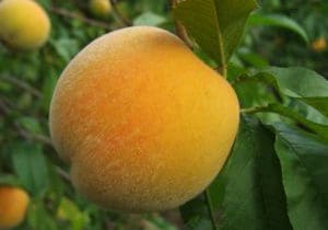 Afternoon Peach Cake