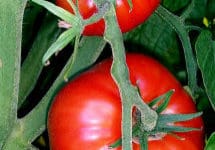 Tomatoes