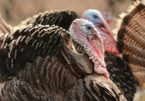 Wild Turkey