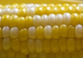 corn